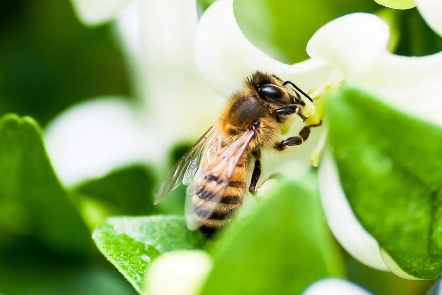 A close up of a bee on a green leaf.