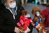 Two dogs wearing masks held by a man wearing a mask and glasses.