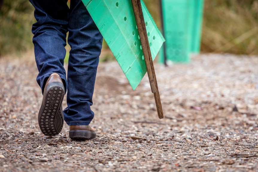 A view of a man's lower legs as he walks through the bush holding a stake, the kind used in tree planting