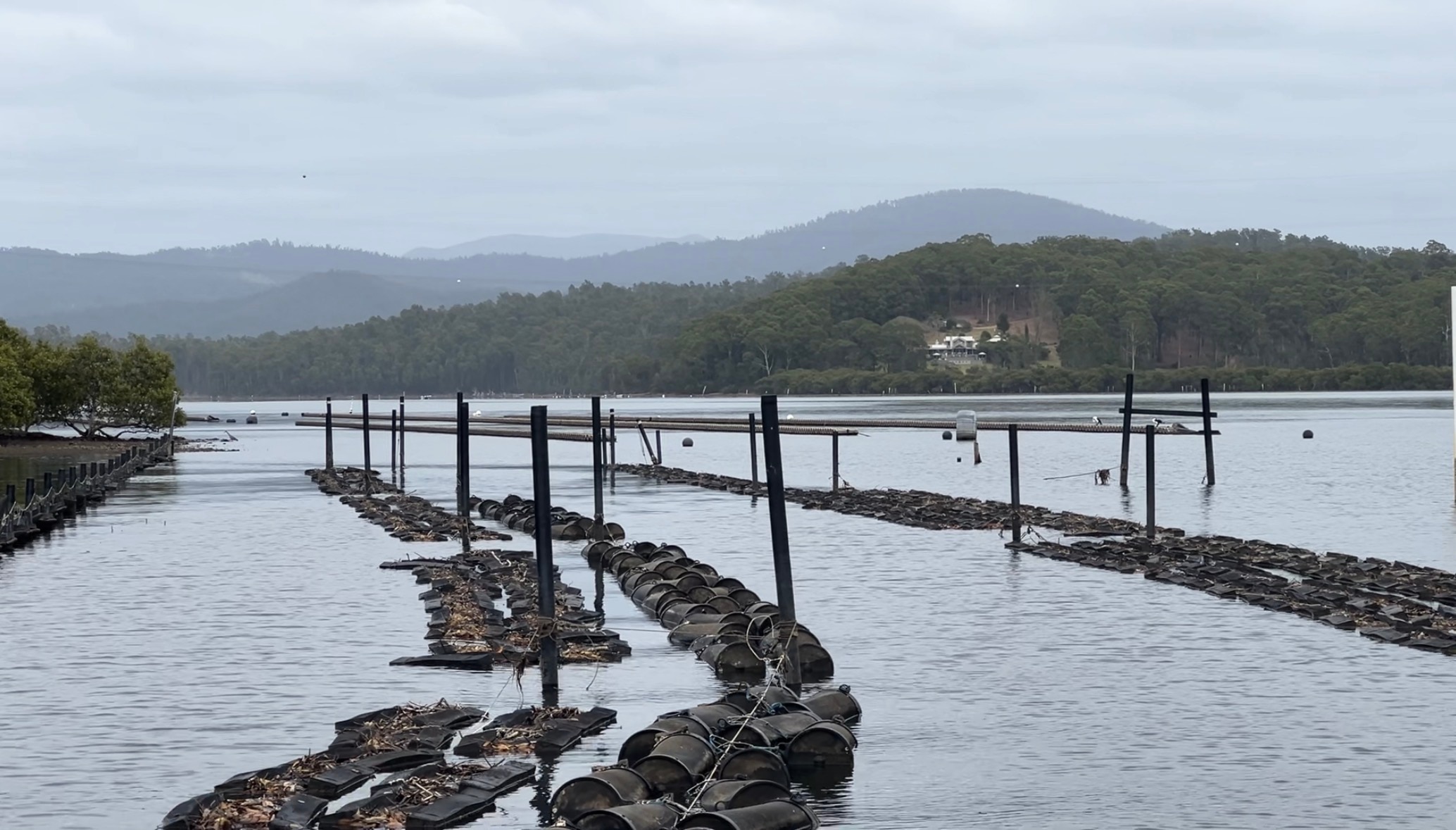 Granja de ostras en el río Clyde