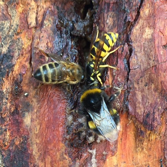 Three bees are sitting on the sap in the opening of a tree