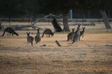 A mob of kangaroos at Whiteman Park