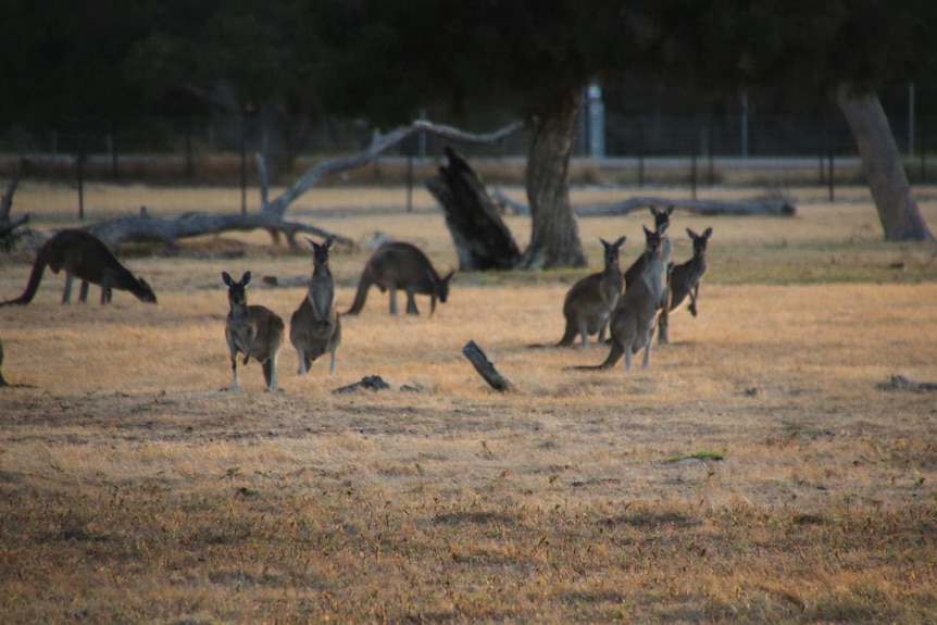 A mob of kangaroos stands looking towards the camera on dry, yellow grass in a paddock.
