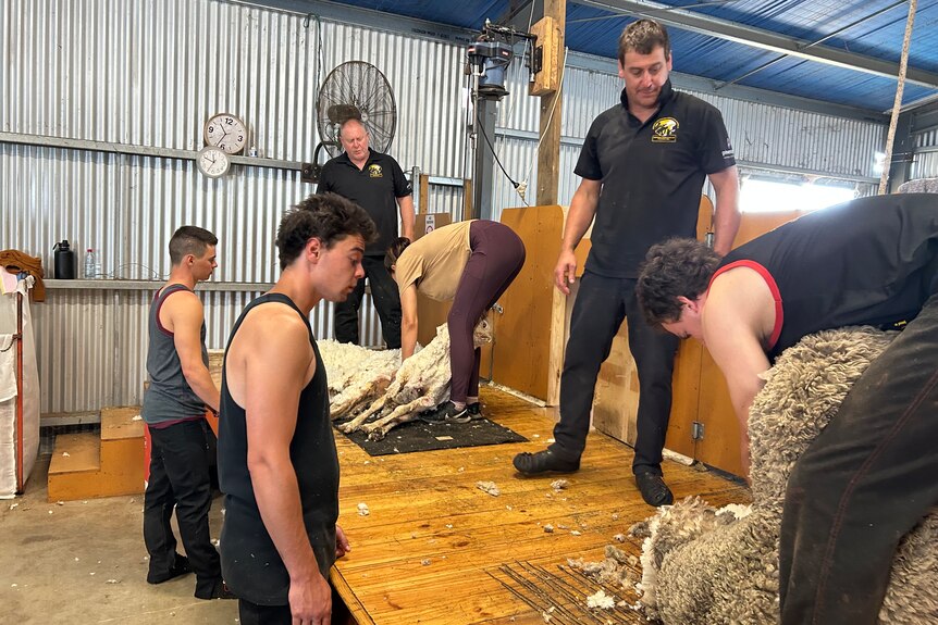 Two men attempt to shear a sheep with an instructor looking over them. 