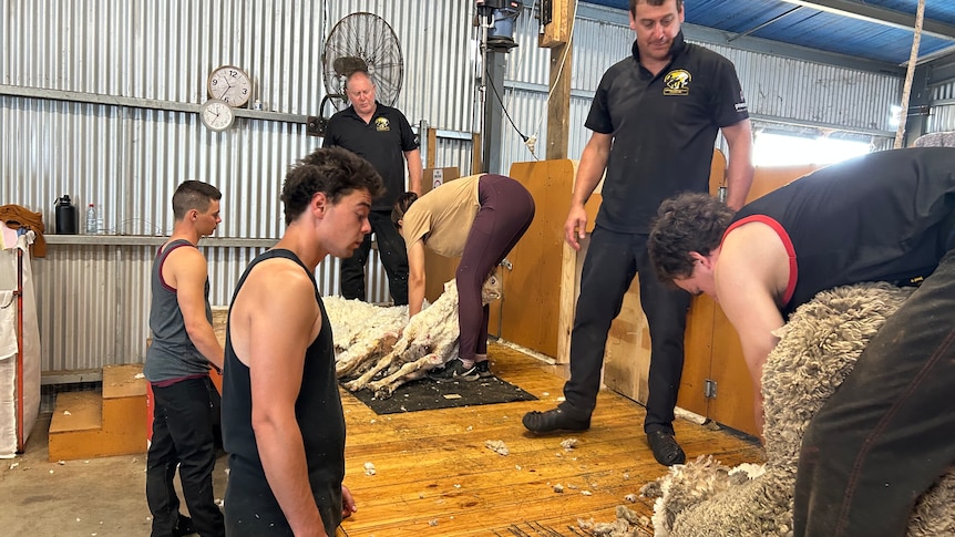 Two men attempt to shear a sheep with an instructor looking over them. 