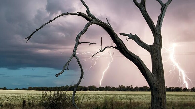 Lighting and dead tree over a paddock