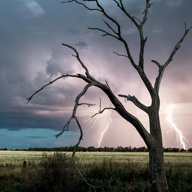 Lighting and dead tree over a paddock