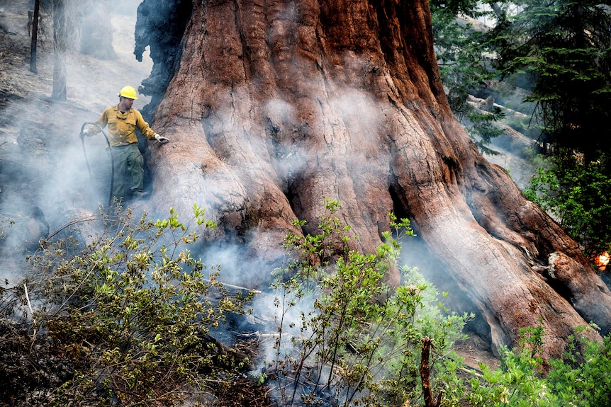 The trunk of a large sequoia tree is smoking while a firefighter tries to protect it, holding a hose.