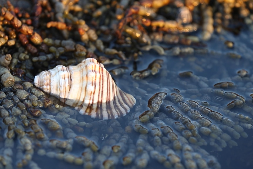 White Rock sea snail