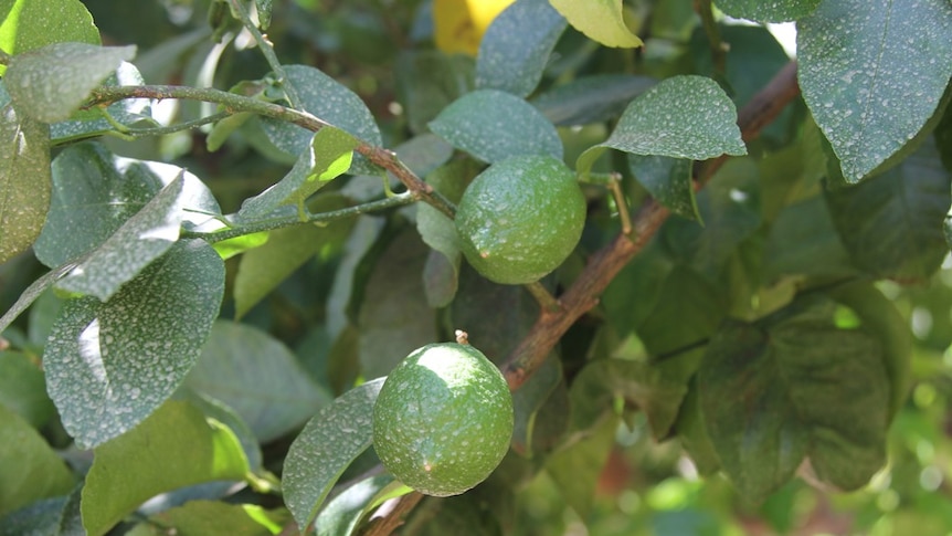 unripe lemons on a tree
