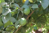 unripe lemons on a tree