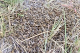 A pile of dead bees in a paddock.
