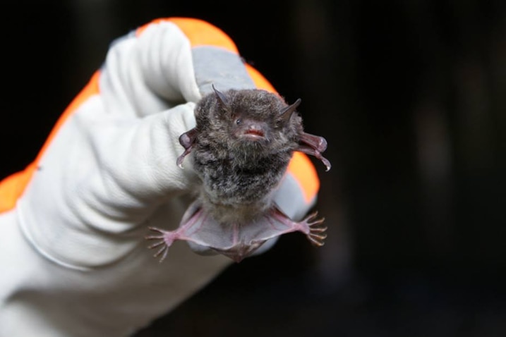 Someone holding a tiny myotis bat between their fingers
