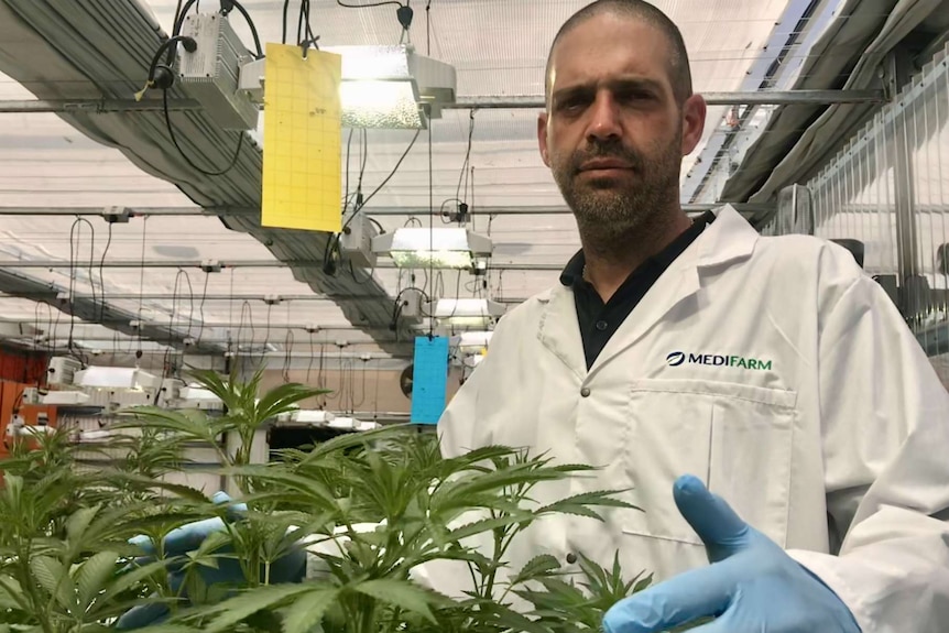 Mor Cohen holds a hand to a marijuana plant in the greenhouse.