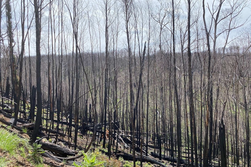 Alpine Ash forest near Yarrangobilly Caves scorched by fire in January 2020