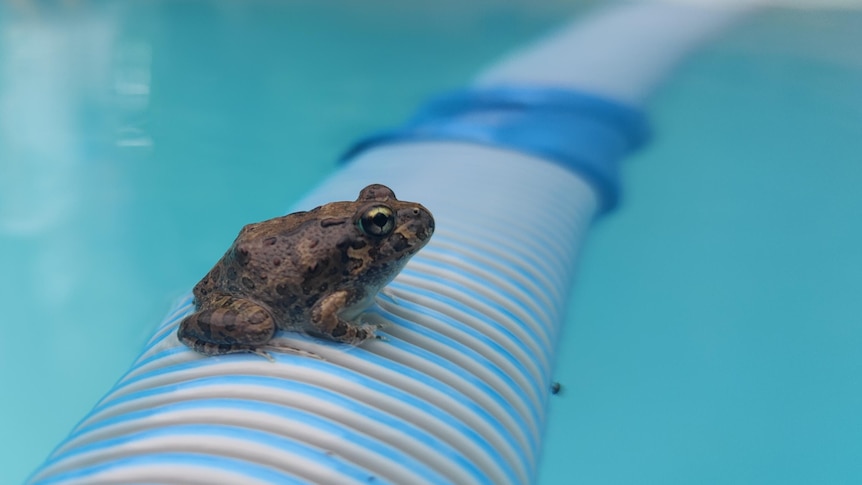 A frog sitting on a pool hose. 
