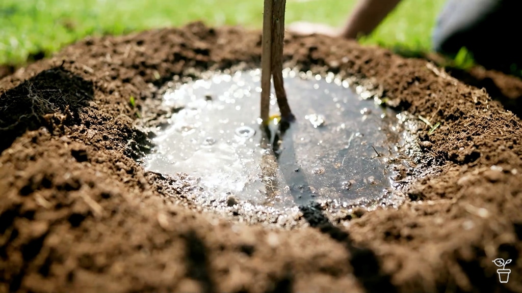 A newly planted tree in a hole with water seeping into the soil.