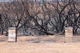 Two beehives in front of burnt trees