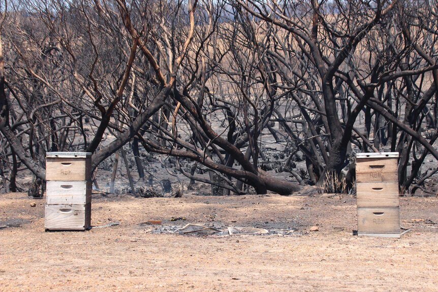 Two beehives in front of burnt trees