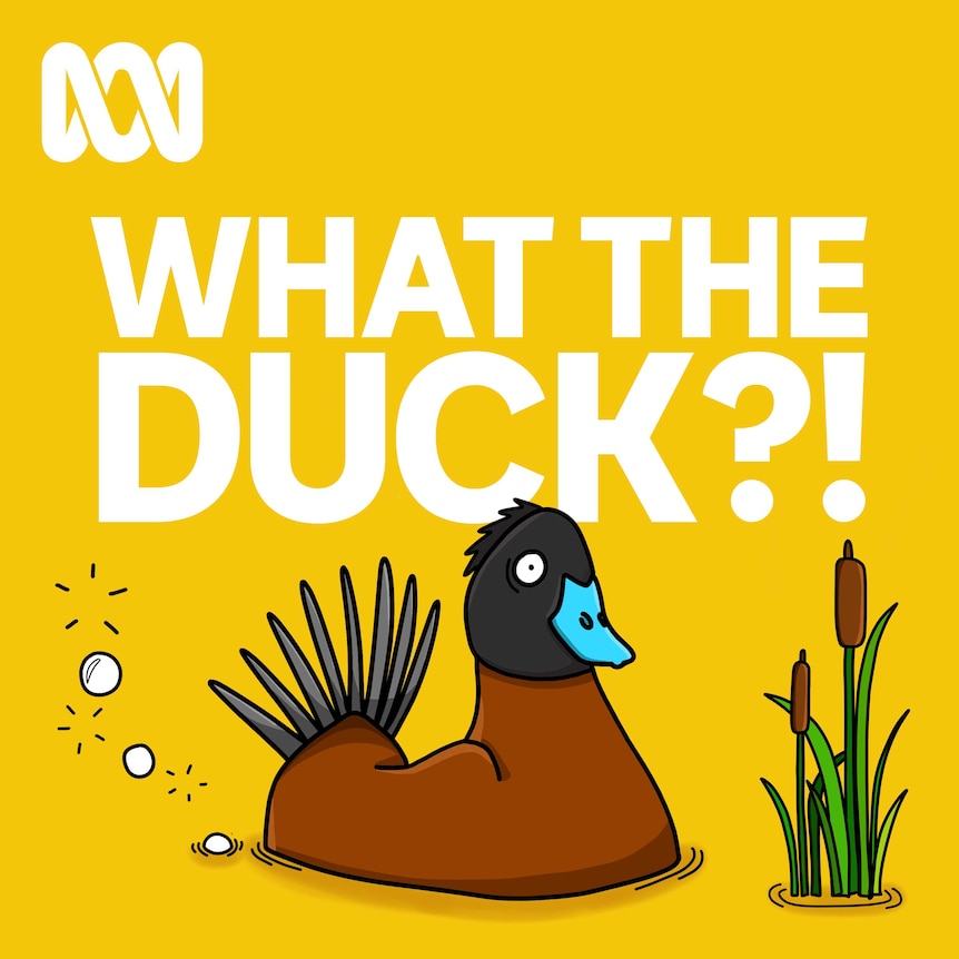 What The Duck?_3000x3000 Podcast image (1)