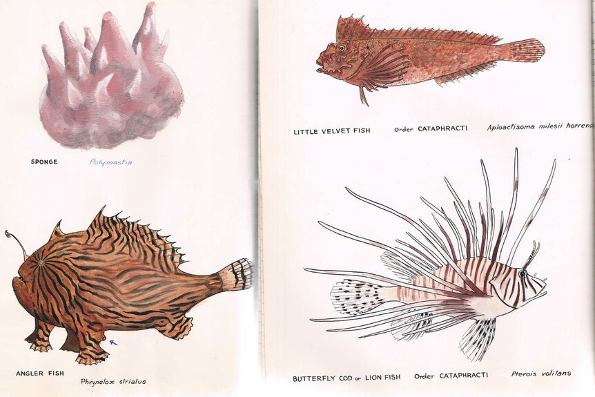 A screenshot of Clarrie Lawler's coloured line drawings of three fish and a sponge.