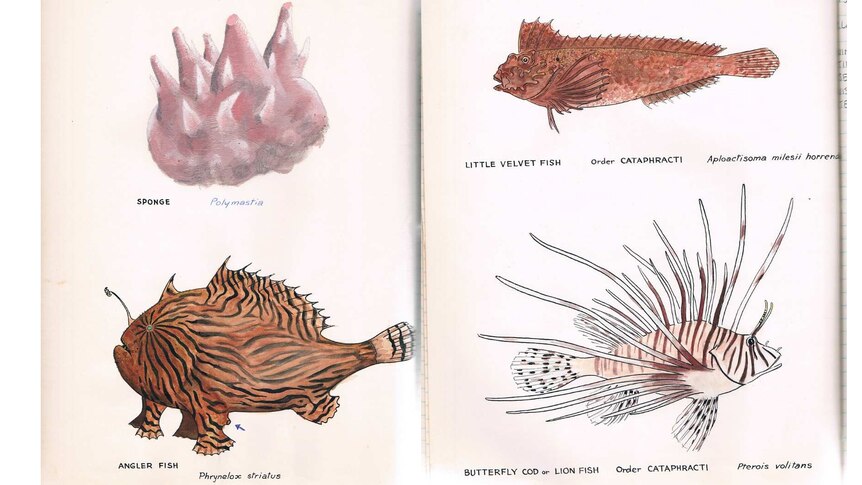 A screenshot of Clarrie Lawler's coloured line drawings of three fish and a sponge.