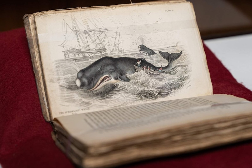 Australian Museum book depicts a whale with a ship in the background