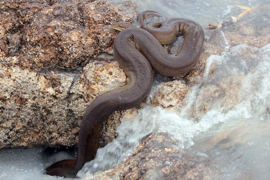 Olive Python getting swept away in waterfall flow