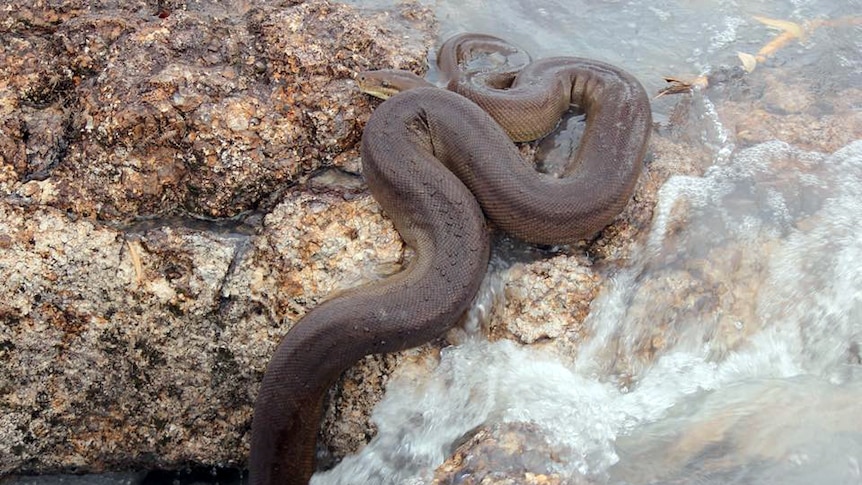 A large olive-coloured python slithering down the rockface of a small gushing waterfall.