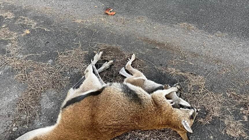 Photo of dead wallaby with joey in its arms on the side of a road next to pieces of orange peel