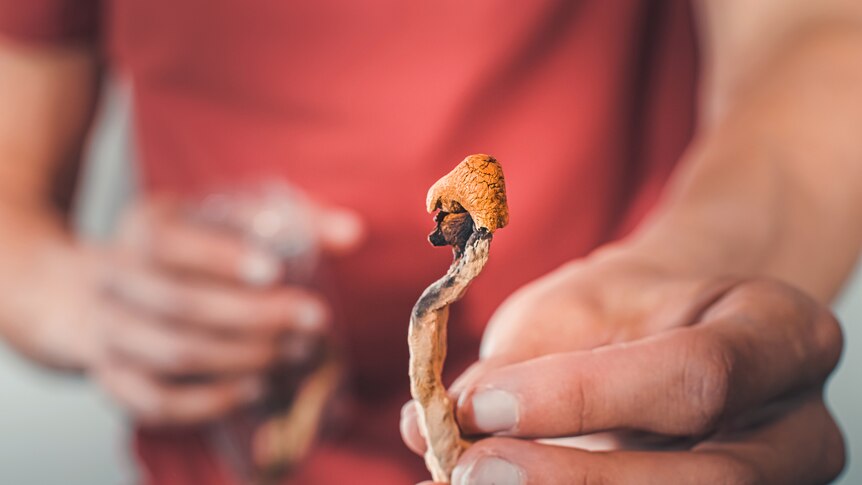 Magic mushrooms for microdosing being held in man hands. 