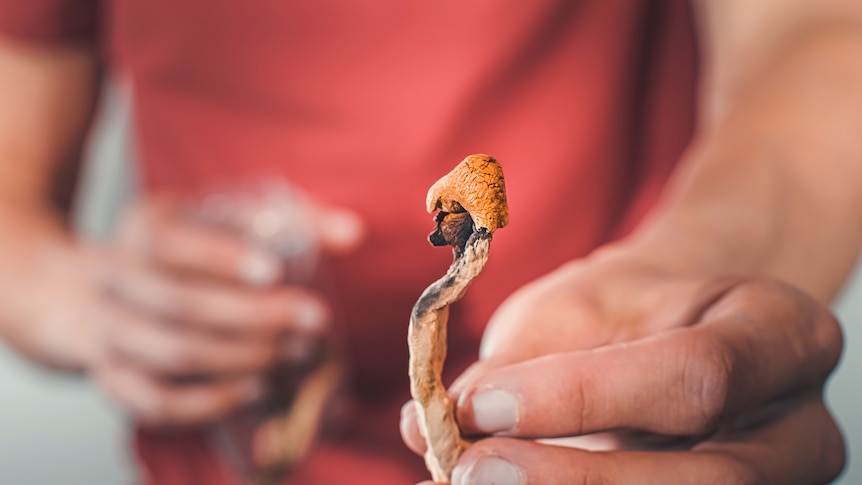 Magic mushrooms for microdosing being held in man hands. 