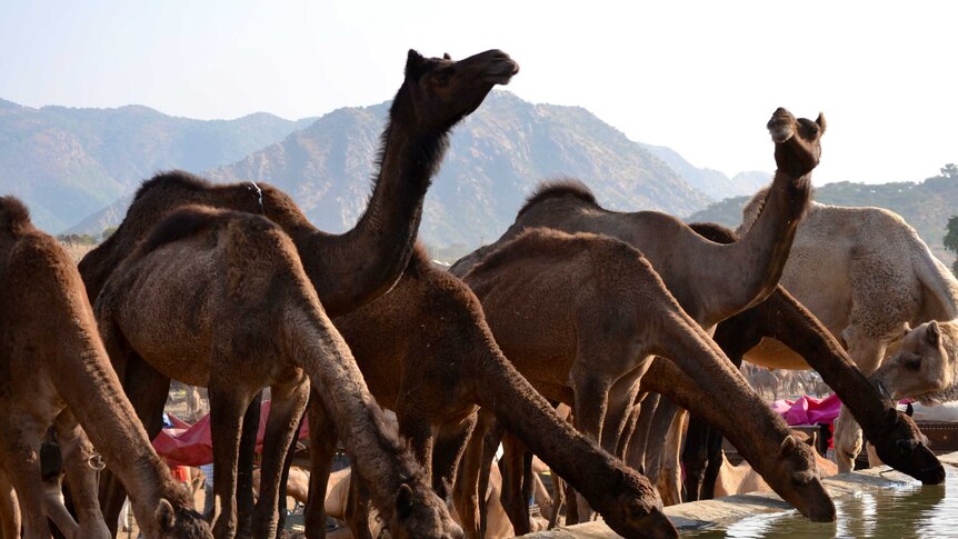 Camels dip their heads for a drink at the annual Pushkar ka Mela