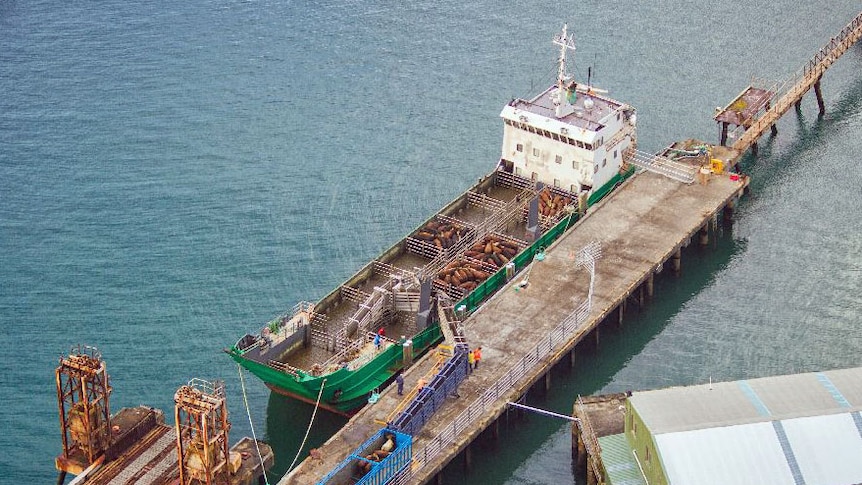 Aerial view of the wharf and ship docked with pens of cattle on deck