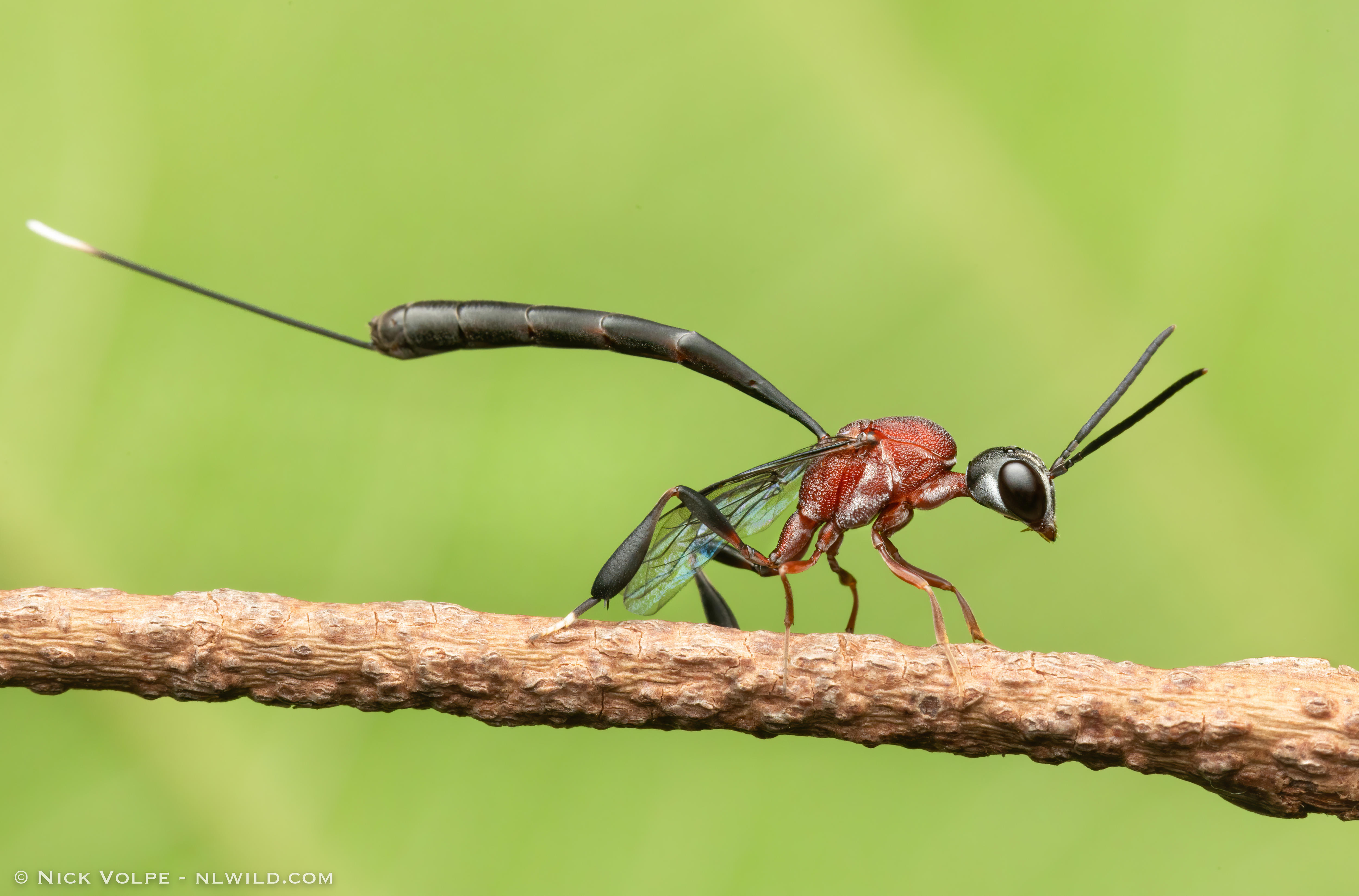 A vividly-coloured wasp on a twig.