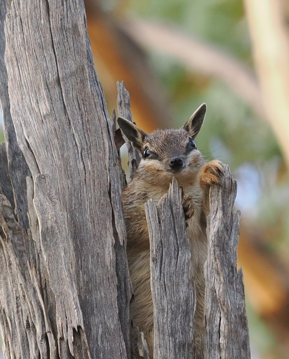 numbat peeks out the top of tree trunk that's been hollowed out 