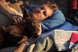 A still from the Australian movie Red Dog, showing actor Josh Lucas and the dog Koko who played the title role.