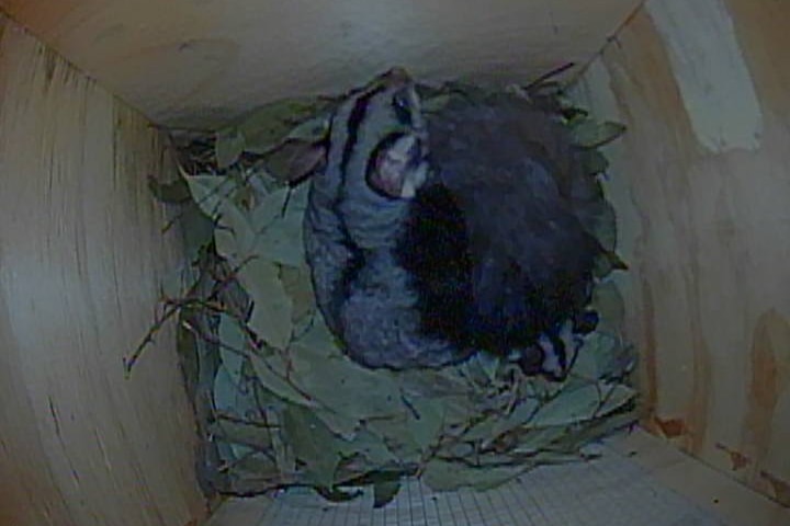 Two squirrel gliders curled up together at the bottom of a wooden nest box
