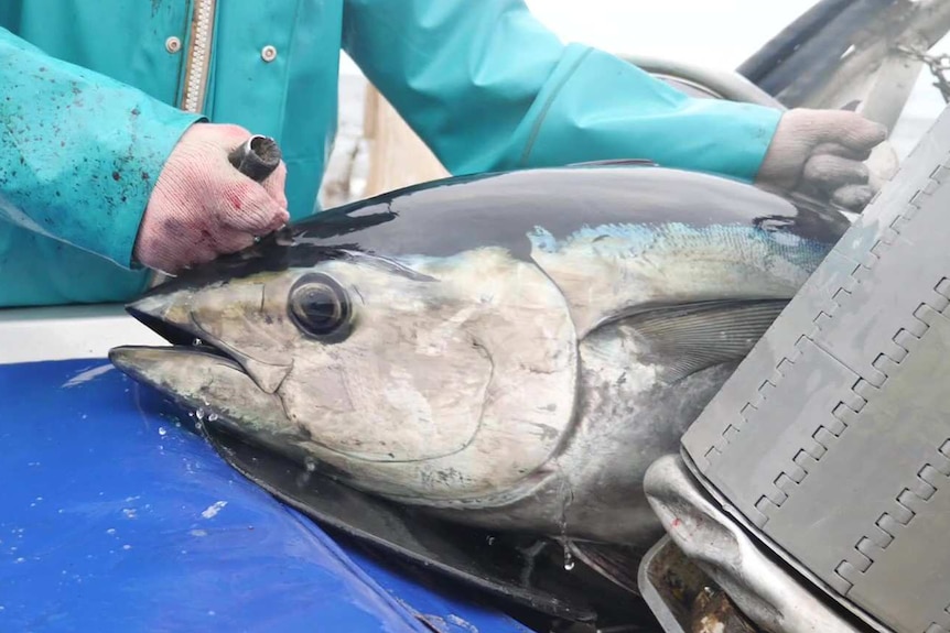 A tuna fish emerging on the right from an enclosed conveyor belt, body of person grabbing it wearing blue coat visible