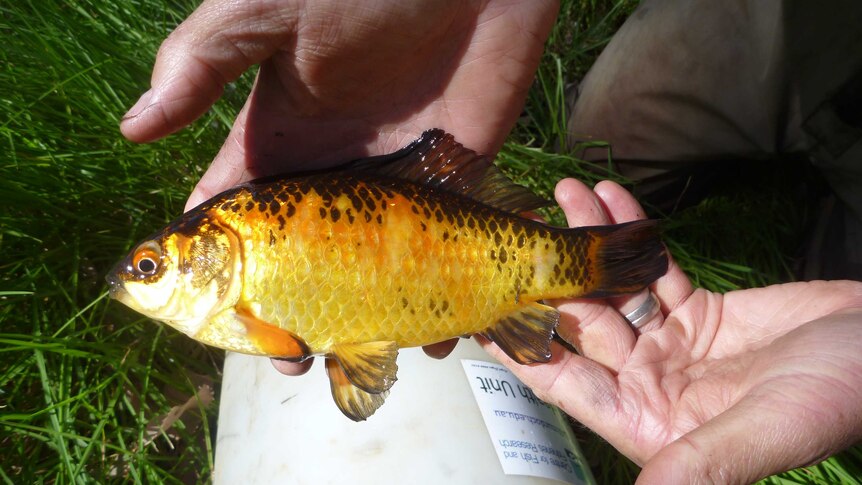 A goldfish about the size of a human hand, being held by a kneeling man on grass.