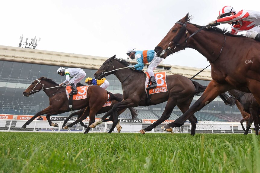 A line of horses fight out the finish of a race at a Melbourne metropolitan track.
