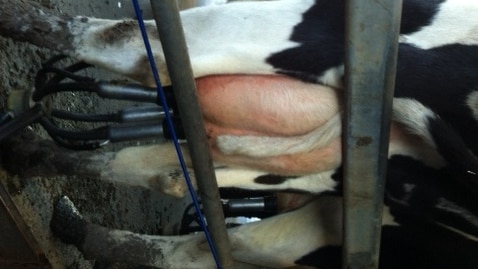 Skinny dairy cow
