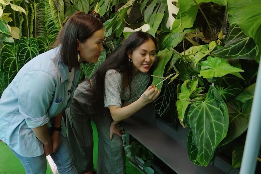 Two women bend forward looking at some plants as one pollinates the leaf using a paintbrush