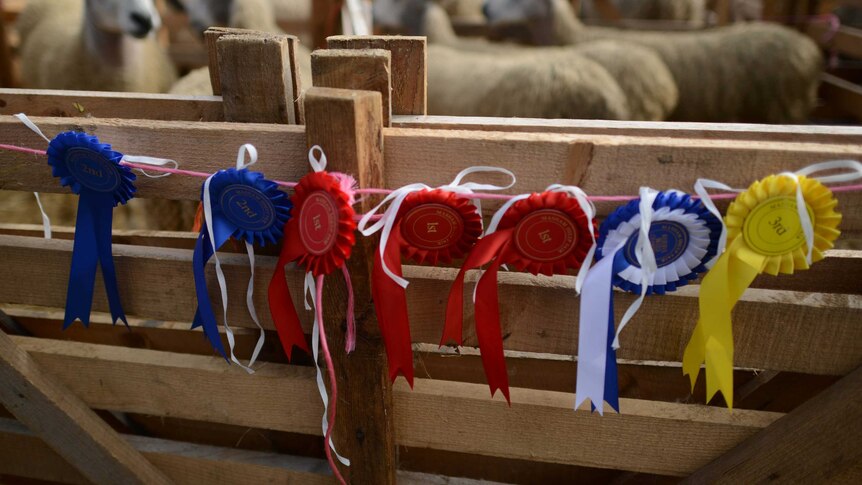 Awards are hung on a sheep pen during the sheep fair in Masham, England, on September 28, 2013.jpg
