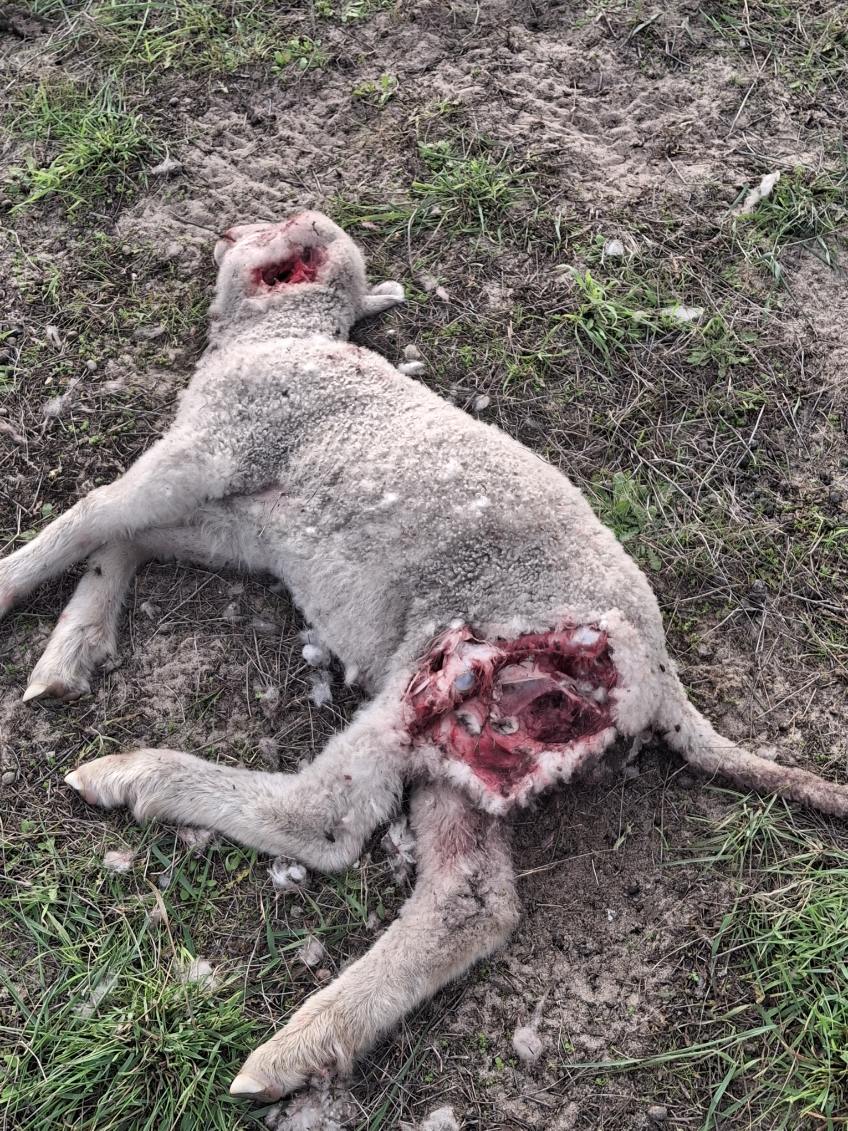A dead lamb with a huge chunk bitten out of its hip lies on some dirt.