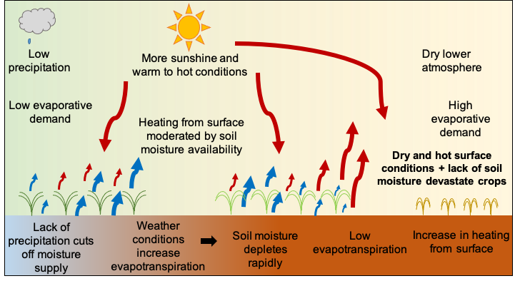 A graphic showing how soil moisture depletes during a flash drought.