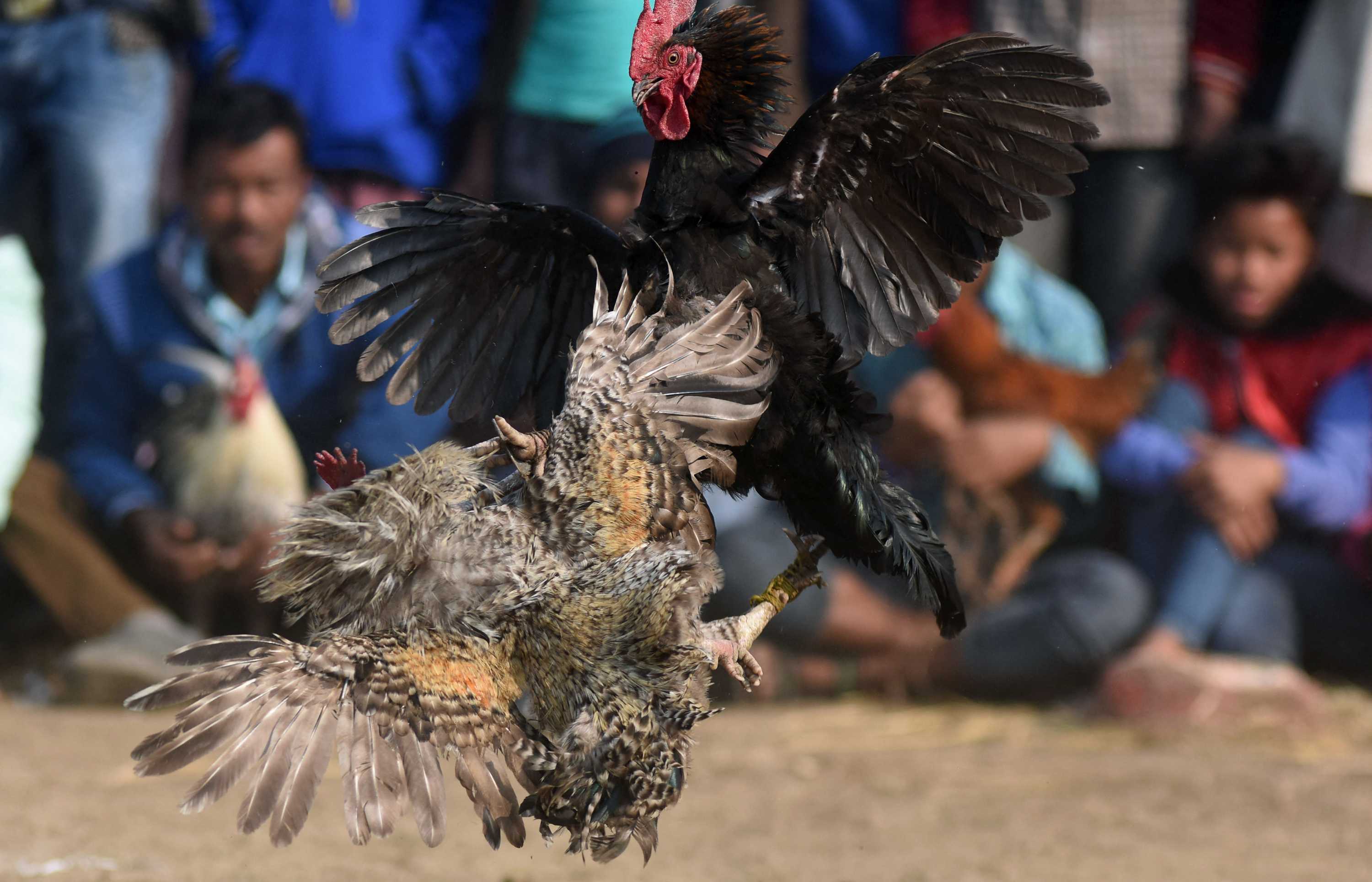 Cockfighting Rooster Fatally Stabs Owner With Knife Strapped To Leg In India Sparking Manhunt For Illegal Fight Organisers Abc News