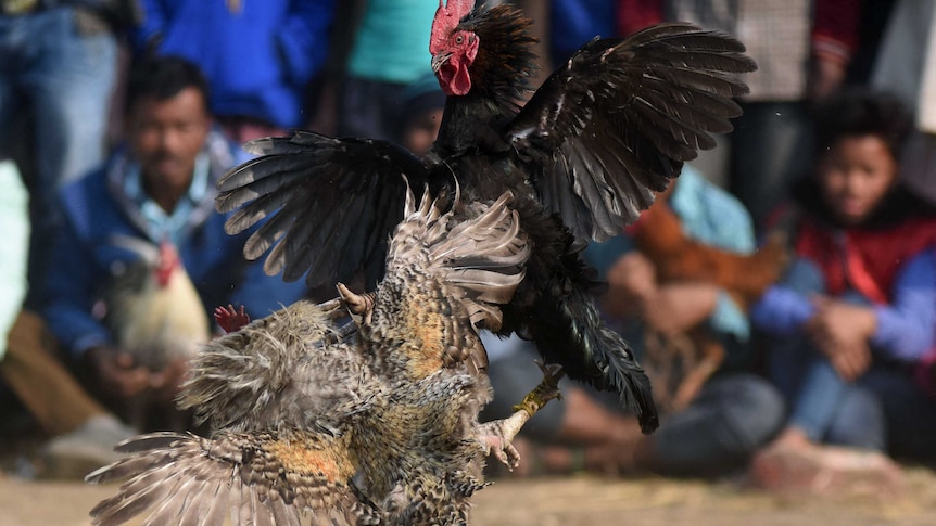 A black rooster and a brown rooster attack each other with claws and flap their wings in an organised fight.