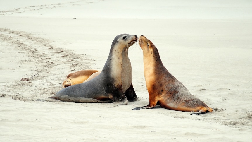 Seals on Kangaroo Island