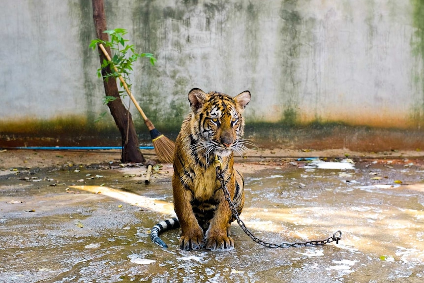 A tiger chained and sitting in water with a broom in the background.